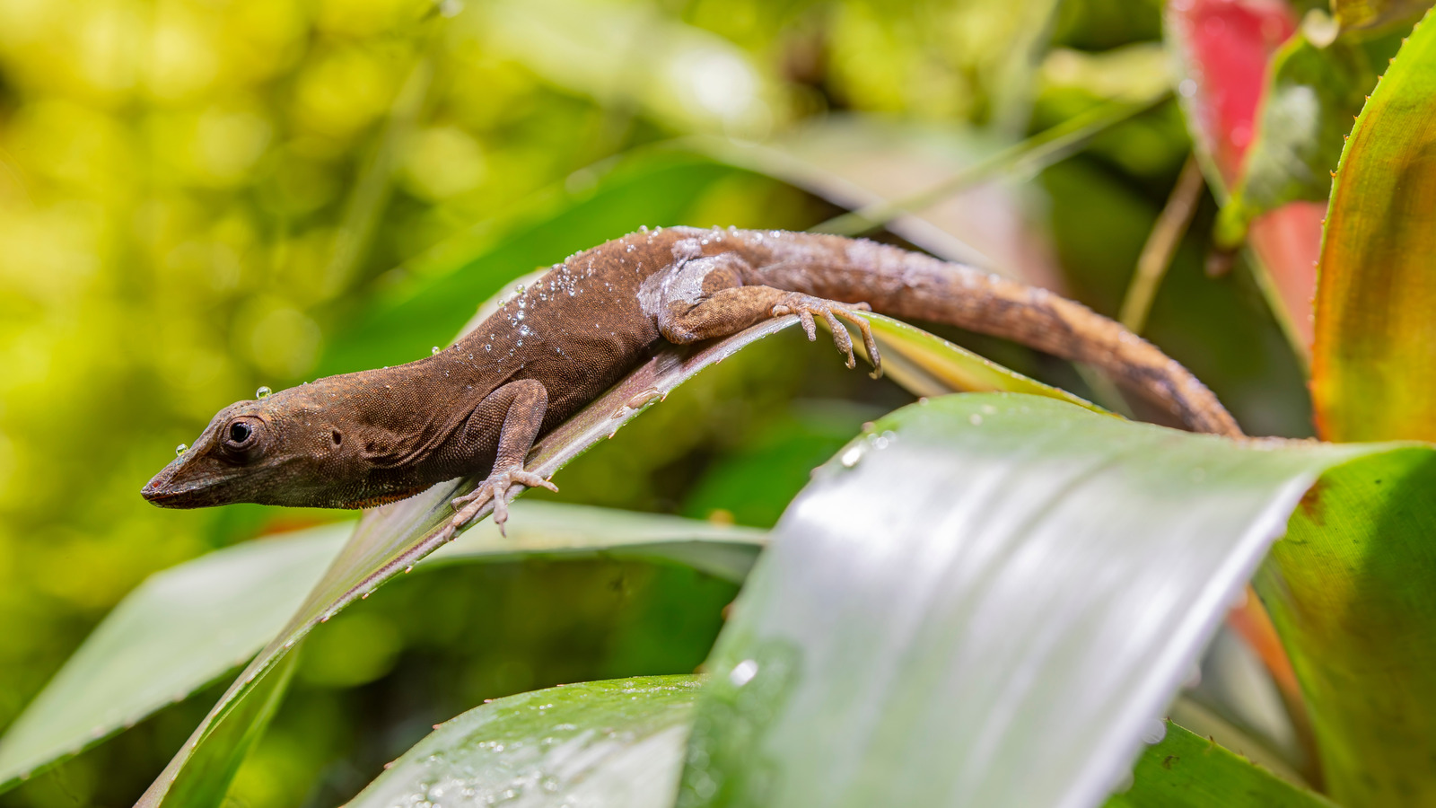 Lizard Genetics Are Giving Scientists A Completely New Model For Evolution