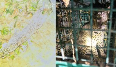 This combination of photos shows the leopard trapped inside the well (left) and after being captured in a cage (right). Photo: Special Arrangement.