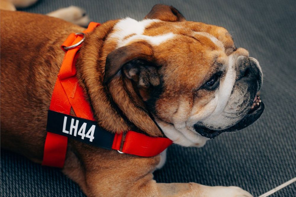 Lewis Hamilton, Ferrari with Roscoe