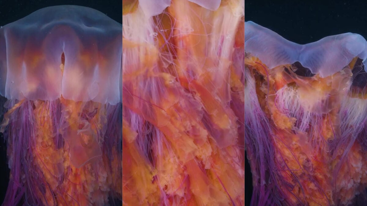 Diver Films World’s Largest Jellyfish Species at Night, and the Video Is Hypnotizing
