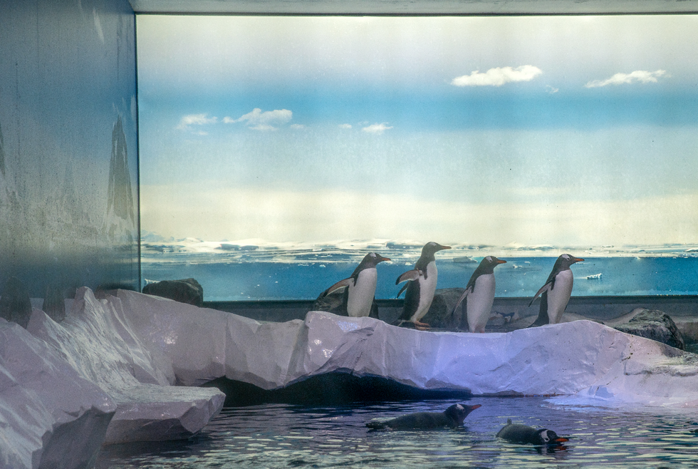 London Aquarium penguins
