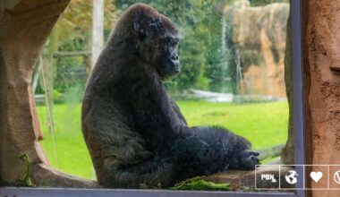 Urban Explorers Film 'Lonely' Gorillas At Closed Bristol Zoo