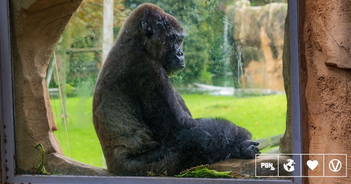 Urban Explorers Film 'Lonely' Gorillas At Closed Bristol Zoo