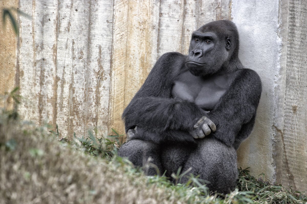 Photo shows a captive gorilla sitting down against a wooden fence