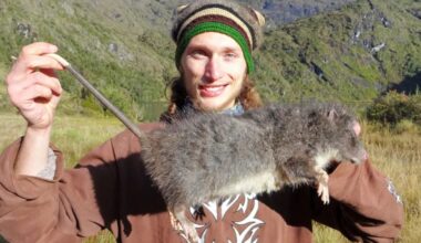 ‘Lost’ for 30 Years, This Giant Woolly Rat Just Showed Up in the Wild