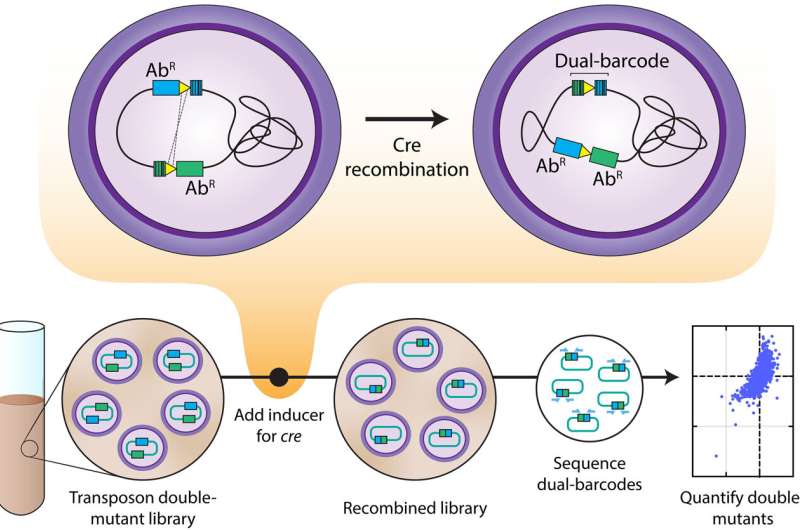 Map of bacterial gene interactions reveals potential drug targets