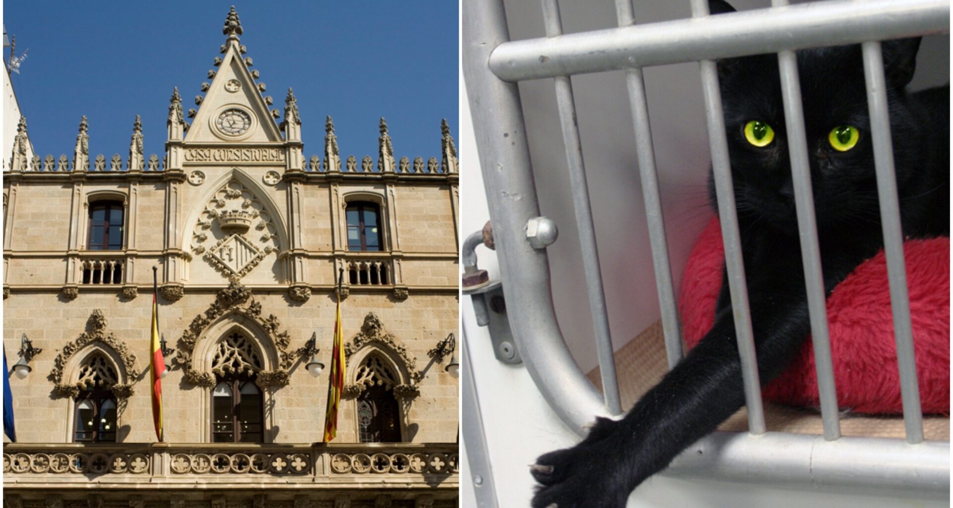 Spanish city bans adoption of black cats over fears of ‘sinister Halloween rituals’