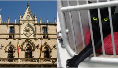 Spanish city bans adoption of black cats over fears of ‘sinister Halloween rituals’