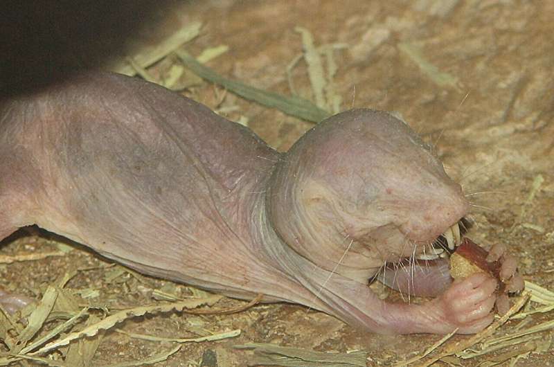 naked mole-rat