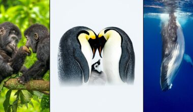 Three panels: left, two young gorillas touch hands in a green forest; center, two emperor penguins face each other with a chick between them; right, a humpback whale swims underwater in blue ocean.