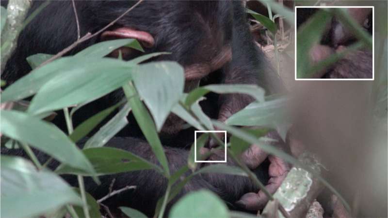 New discovery reveals chimpanzees in Uganda use flying insects to tend their wounds
