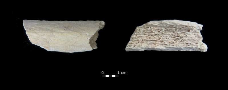 New DNA evidence from Crimea sheds light on Neanderthal migration into Asia