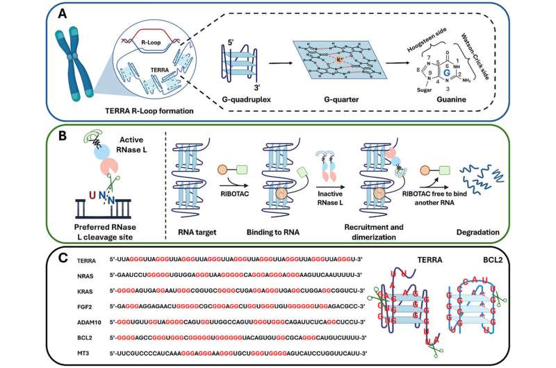 Schematic illustration of TERRA structure and RIBOTAC-mediated mechanism of action. Credit: Advanced Science (2025). DOI: 10.1002/advs.202512715 New way to destroy a cancer-linked molecule revealed