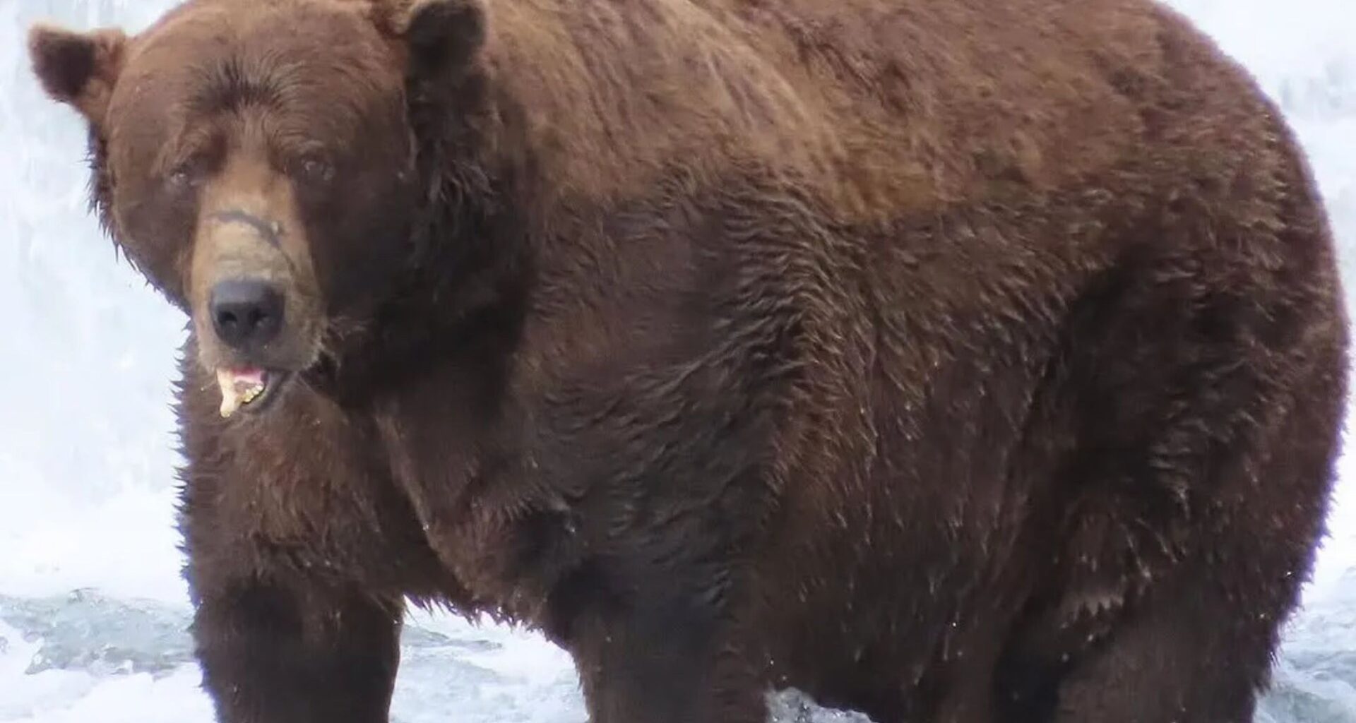 World’s fattest bear crowned as 1,200lb bruin 32 Chunk wins Fat Bear Week 2025 after gorging on fish despite broken jaw