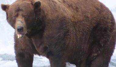 World’s fattest bear crowned as 1,200lb bruin 32 Chunk wins Fat Bear Week 2025 after gorging on fish despite broken jaw