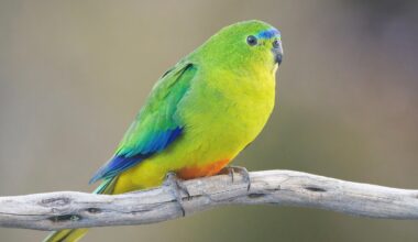 A bright green and yellow parrot with blue wing feathers and a hint of orange sits perched on a light-colored branch against a soft, blurred background.