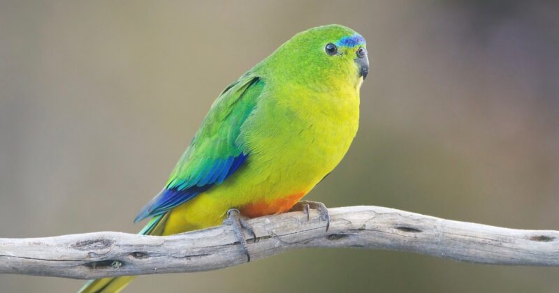 A bright green and yellow parrot with blue wing feathers and a hint of orange sits perched on a light-colored branch against a soft, blurred background.