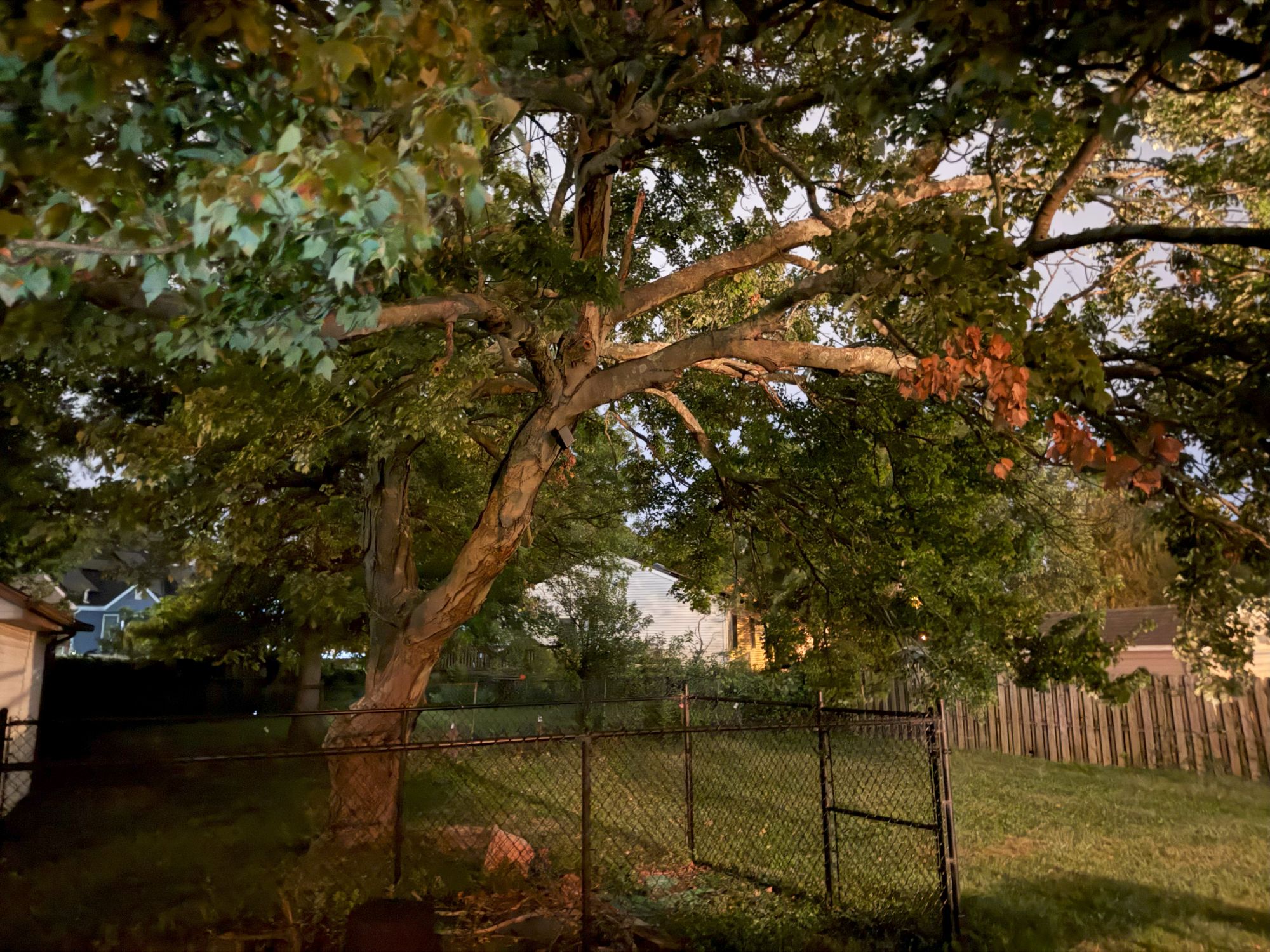 iPhone 17 Pro Camera Sample.