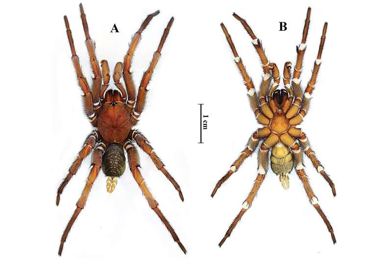 Rare intersex spider found among new species discovered in Thailand
