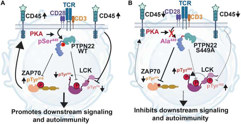 Credit: Science Advances (2025). DOI: 10.1126/sciadv.adw2568 Researchers identify genetic misfire in lupus