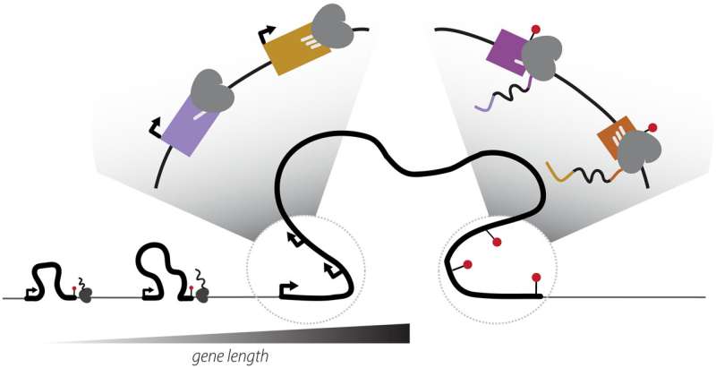 Transcription elongation rates drive the positional coordination of mRNA initiation and termination. Credit: Science (2025). DOI: 10.1126/science.ado8279 Rewriting the rules of genetics