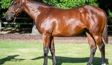 Team McEvoy prepare to unleash exciting trio of juveniles at Flemington