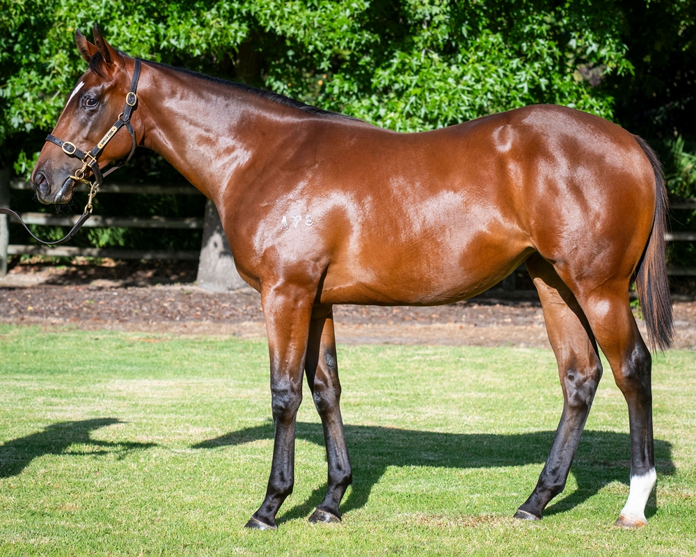 Team McEvoy prepare to unleash exciting trio of juveniles at Flemington