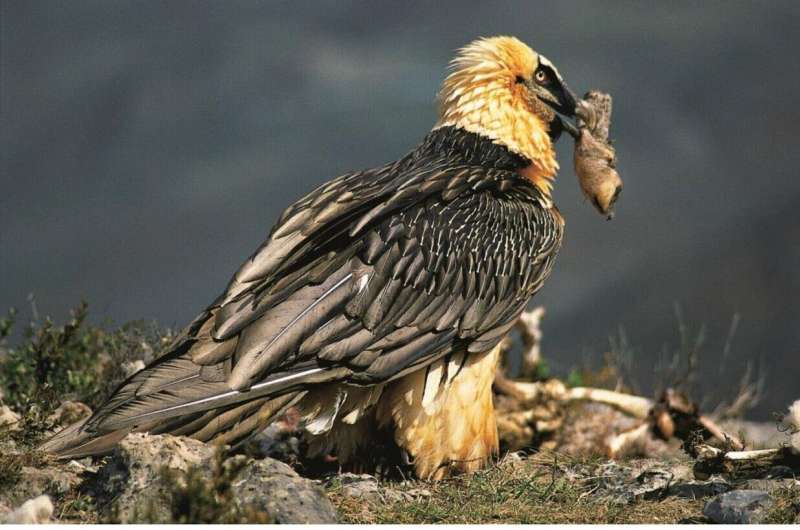 Saturday Citations: Bird news: Vultures as curators and a newly discovered interspecies warning call