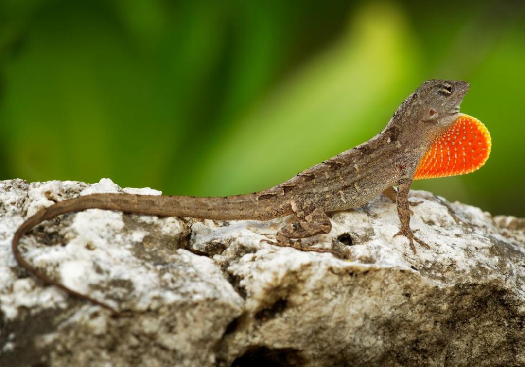 Lizard genetics provide new perspective on evolution - News