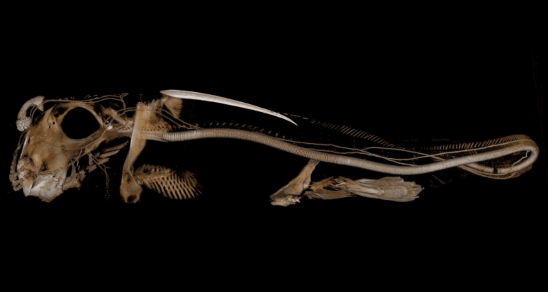Scientists Discover A Deep Sea Creature With An Astonishing Characteristic That Defies Evolutionary Theories