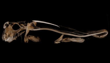 Scientists Discover A Deep Sea Creature With An Astonishing Characteristic That Defies Evolutionary Theories
