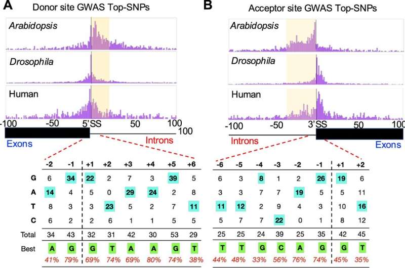 Scientists uncover genetic code that could unlock game-changing mRNA disease therapies