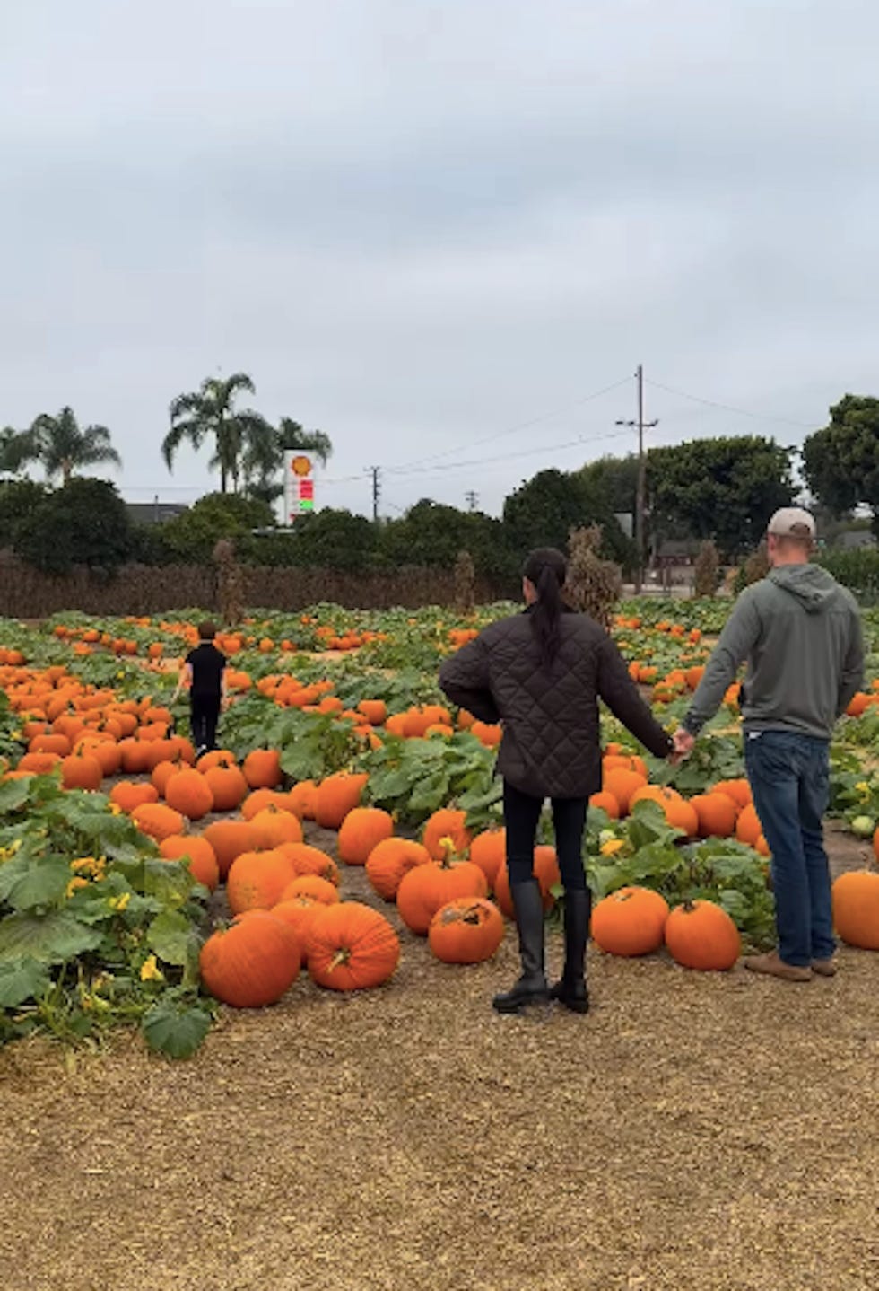 family exploring a pumpkin patch