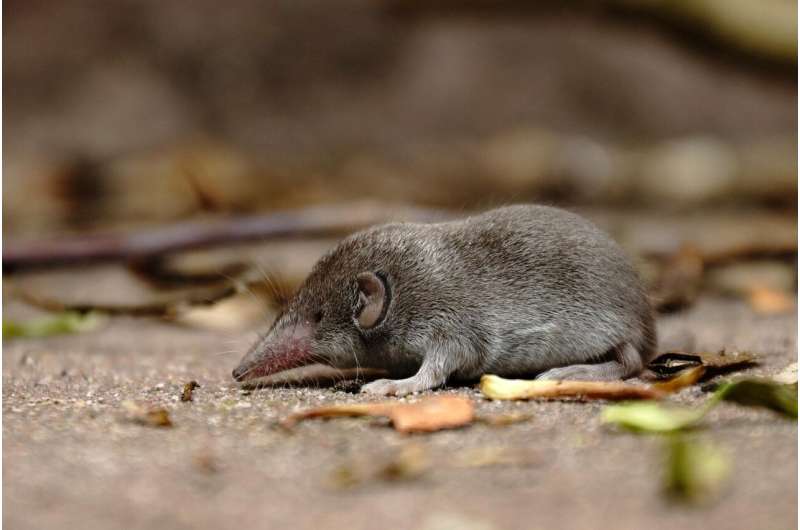 Grey shrew, not a Christmas Island shrew, for which very few photos exist. Credit: Pixabay/CC0 Public Domain shrew