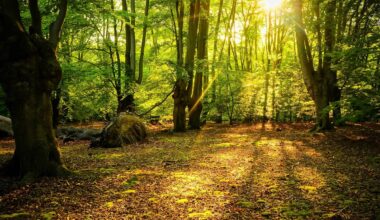 This Gorgeous Ancient Woodland Is The Largest Open Space In London
