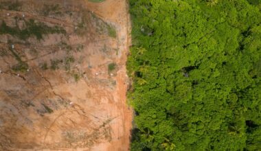 Fashion sector has six-month grace period for EU deforestation law