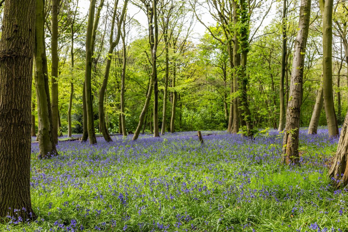 A sea of Bluebells amongst the trees at Epping Forest
