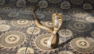 Indian spectacled cobra caught from a house in Kottayam. Photo : Muhammad Shebin