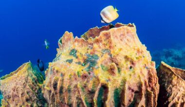 Ancient Signal Confirms What The Very First Animals Truly Looked Like : ScienceAlert