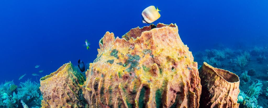Ancient Signal Confirms What The Very First Animals Truly Looked Like : ScienceAlert