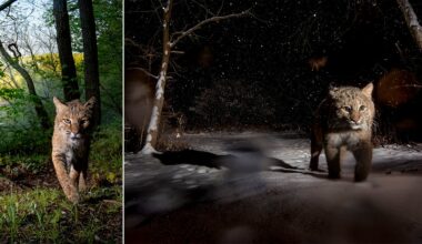 Two photos of a bobcat: on the left, it walks through a green forest in daylight; on the right, it walks in a snowy forest at night, illuminated by a flash.