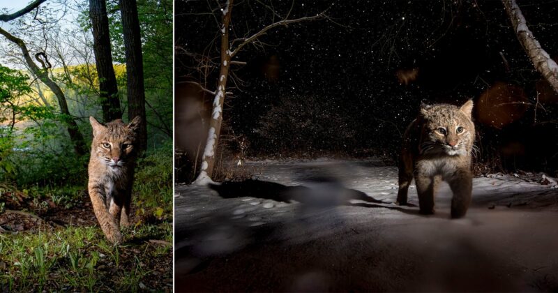 Two photos of a bobcat: on the left, it walks through a green forest in daylight; on the right, it walks in a snowy forest at night, illuminated by a flash.