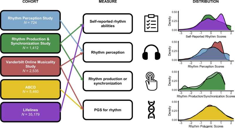 All cohorts utilized in the present study are illustrated (left), with details about which rhythm traits were available within each cohort (center), spanning the following: self-reported rhythm abilities, rhythm perception (e.g., rhythm discrimination), rhythm production or synchronization (e.g., beat synchronization), and genetic predispositions for rhythm abilities (i.e., polygenic scores). Credit: Nature Communications (2025). DOI: 10.1038/s41467-025-60867-2 Studies find connection between impaired musical rhythm abilities and developmental speech-language disorders