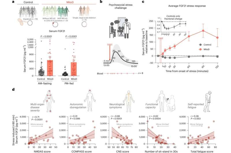 Elevated serum FGF21 in MitoD is exacerbated in response to acute mental stress and correlated with disease severity. Credit: Nature Metabolism (2025). DOI: 10.1038/s42255-025-01388-6 Study reveals new evidence: stress alters metabolic hormone with health consequences
