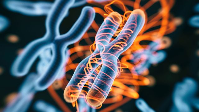 How Telomere Length Is Inherited and Why It Matters