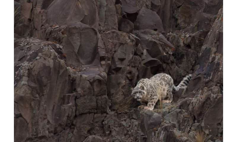 The world's snow leopards are very similar genetically. That doesn't bode well for their future