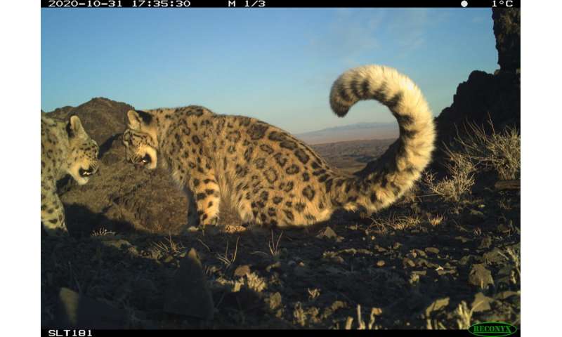 The world's snow leopards are very similar genetically. That doesn't bode well for their future
