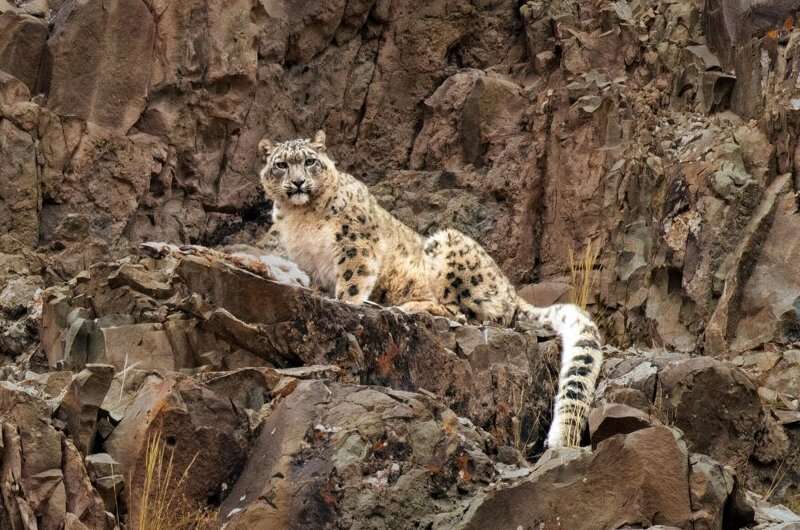 The world's snow leopards are very similar genetically. That doesn't bode well for their future