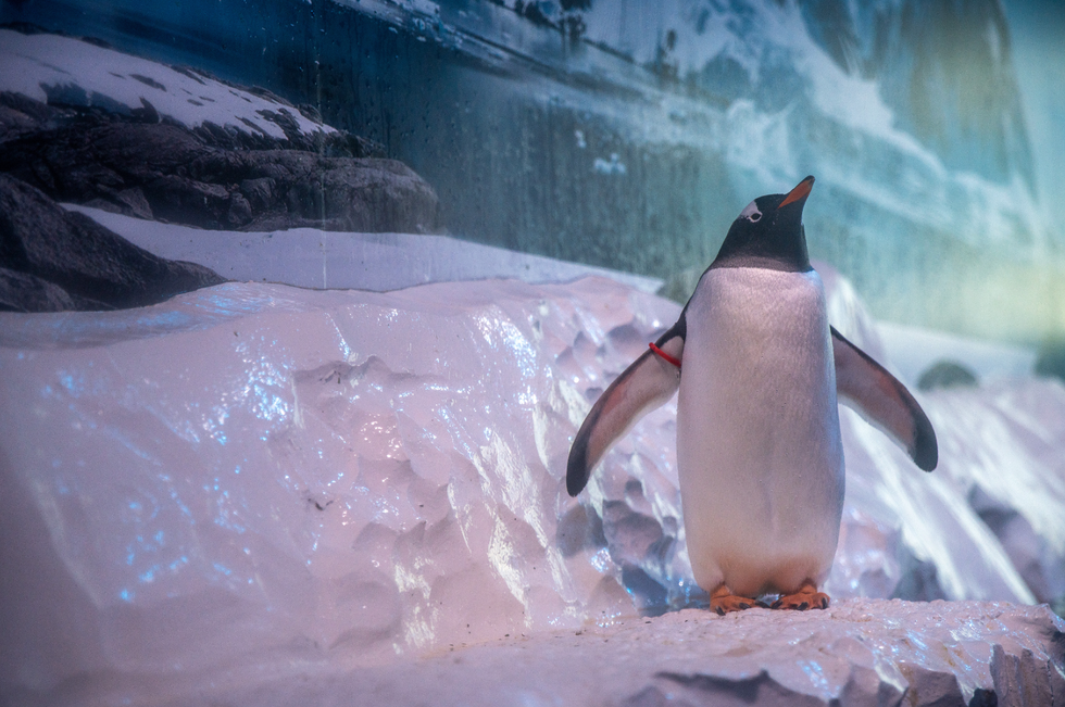 \u200bHundreds of people attended a demonstration organised by Freedom for Animals at the aquarium