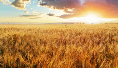 EU organic awards highlight leaders